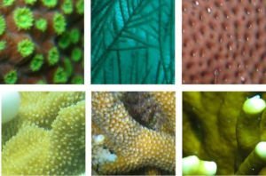Inteligencia-artificial-para-reconocer-los-corales-marinos_image_380